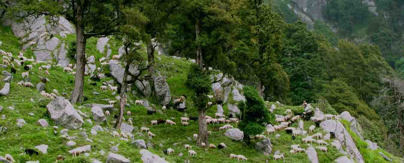 Shimla Tour Packages from Banaglore